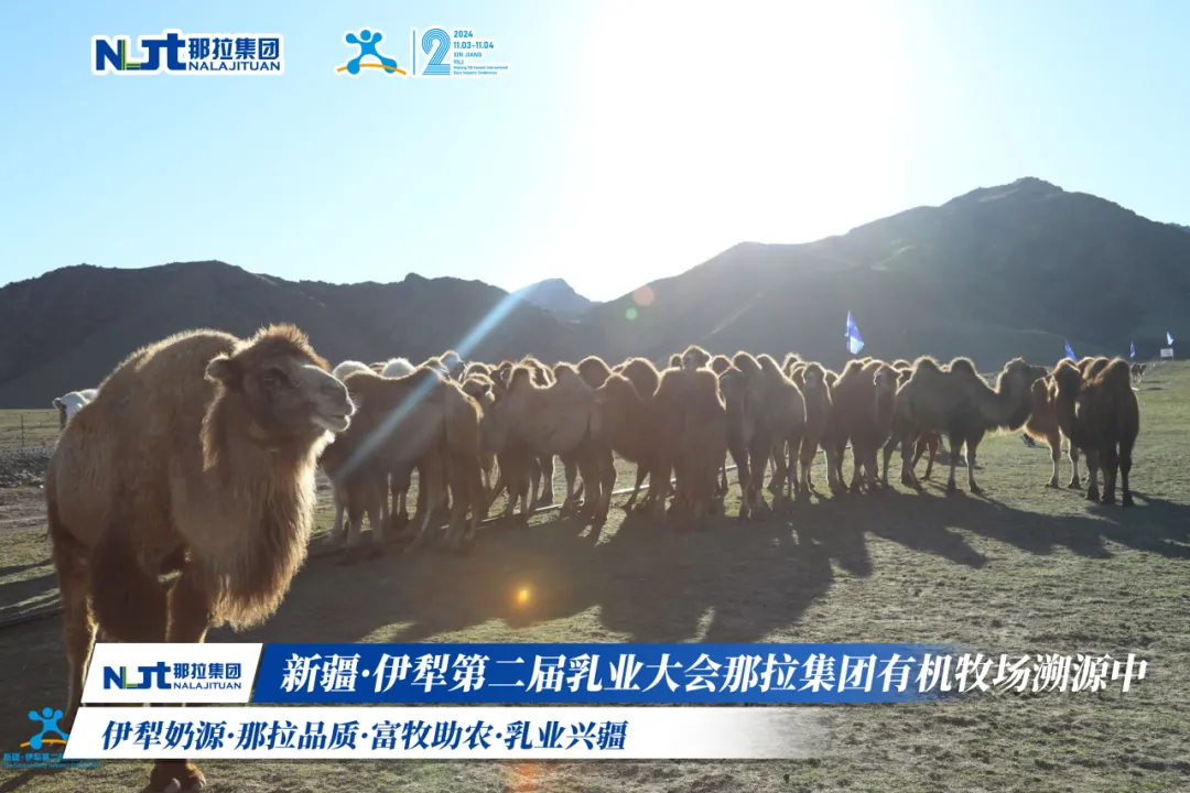图片 10.png