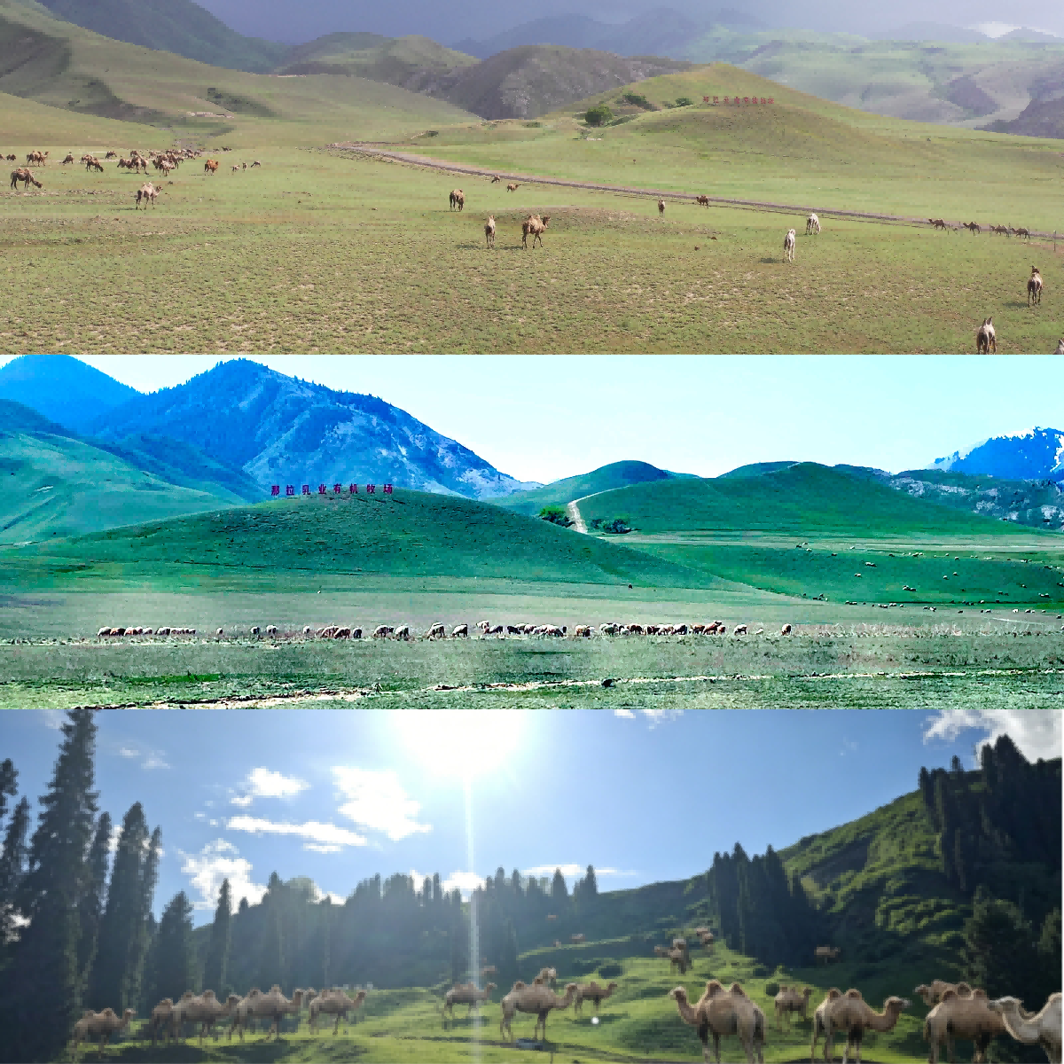 图片 2(1).png
